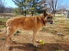 Abby*Senior GSD