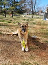 Abby*Senior GSD