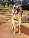 Abby*Senior GSD