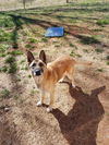 Abby*Senior GSD