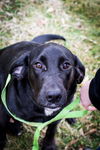 Tansy*adoption pending*