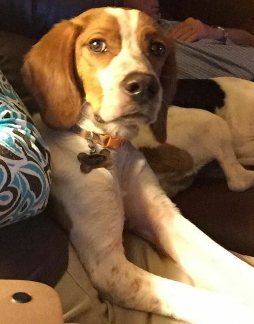 Chance *Fun Loving Britt/Beagle*