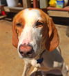 Gracie *Great with Kids and URGENT*