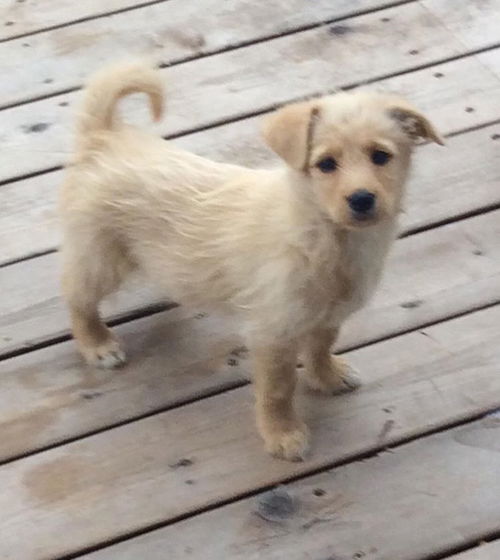 Dolly