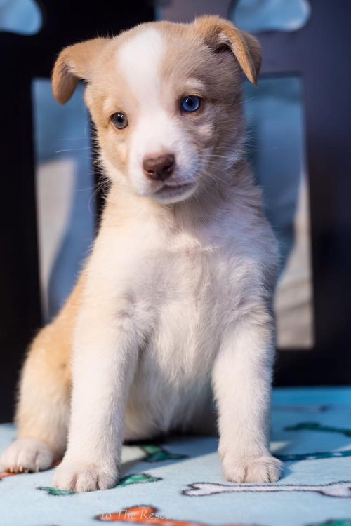 Toto