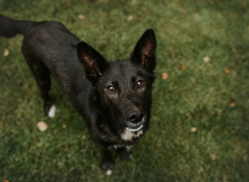 Mitzie