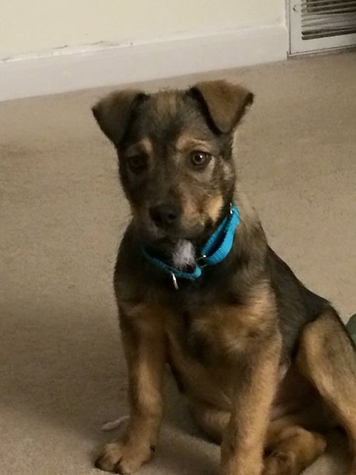 Louie