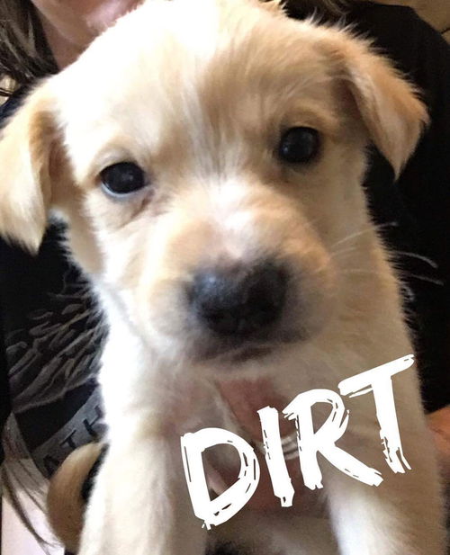 Dirt