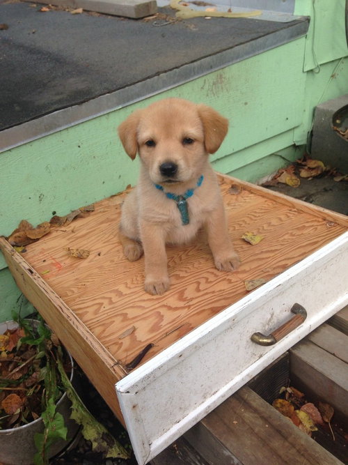 Little Buddy