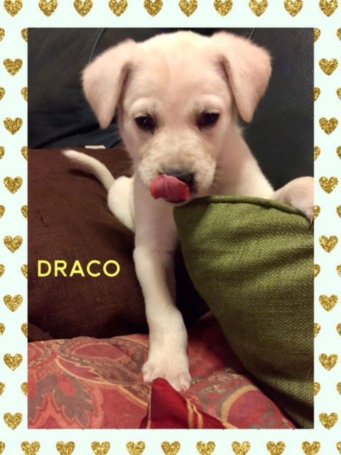 Draco