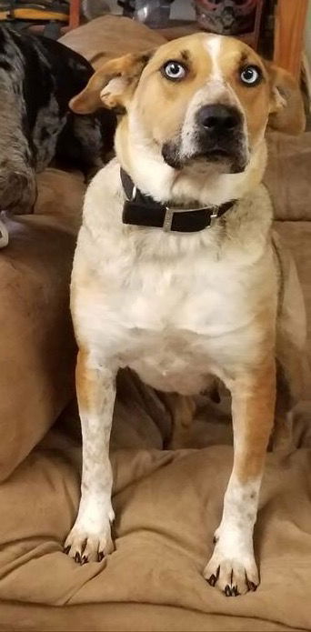 Bella