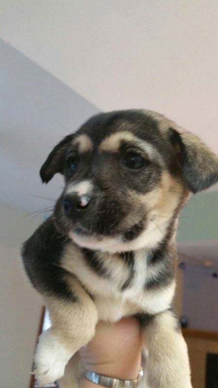 Dina