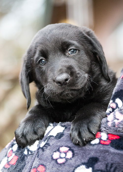 Foster