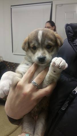 Piper