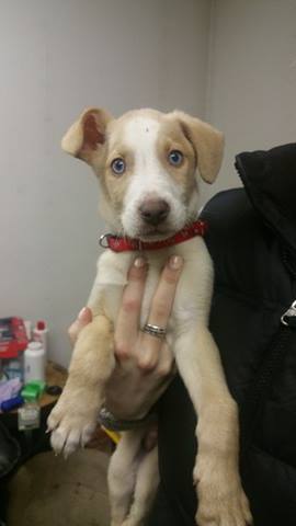 Little Boy Blue