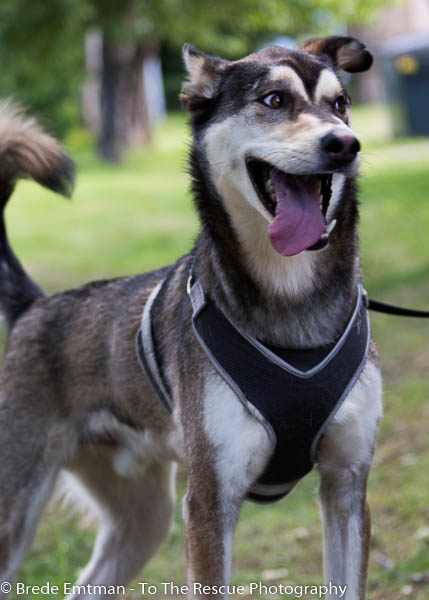 Togo/koda