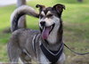 Togo/koda