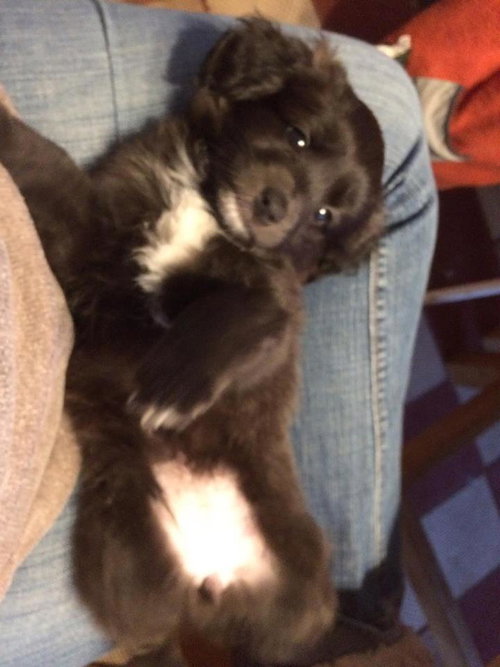 Piper