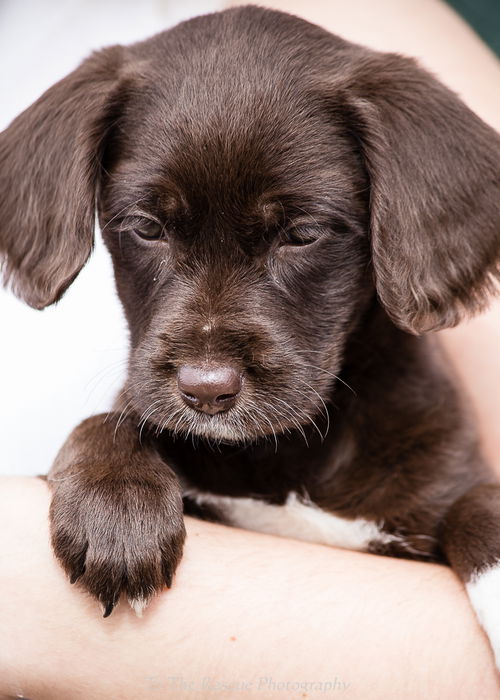 Spaniel X Litter