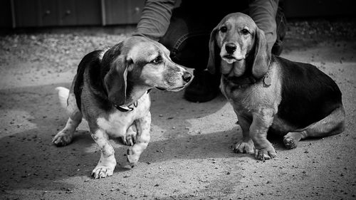 Rex and Lily