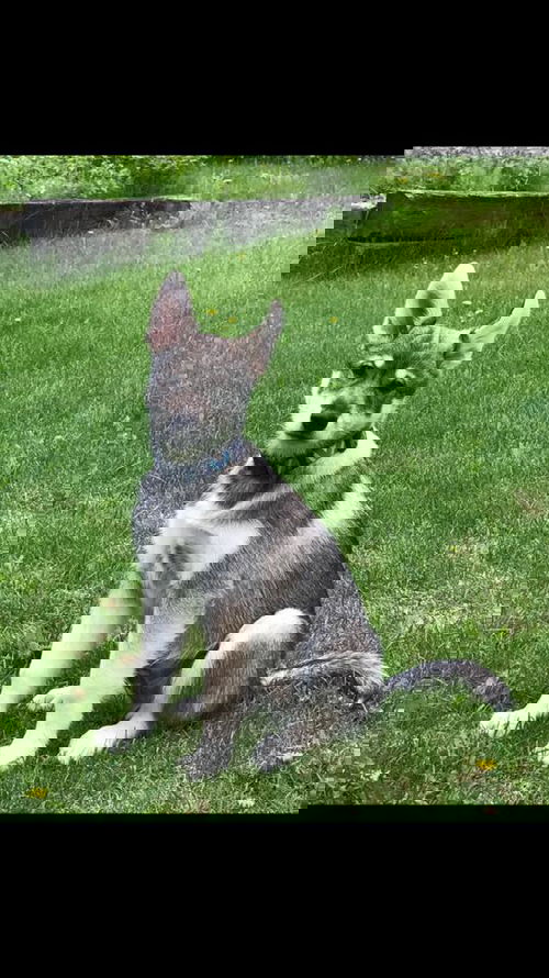 Theodore