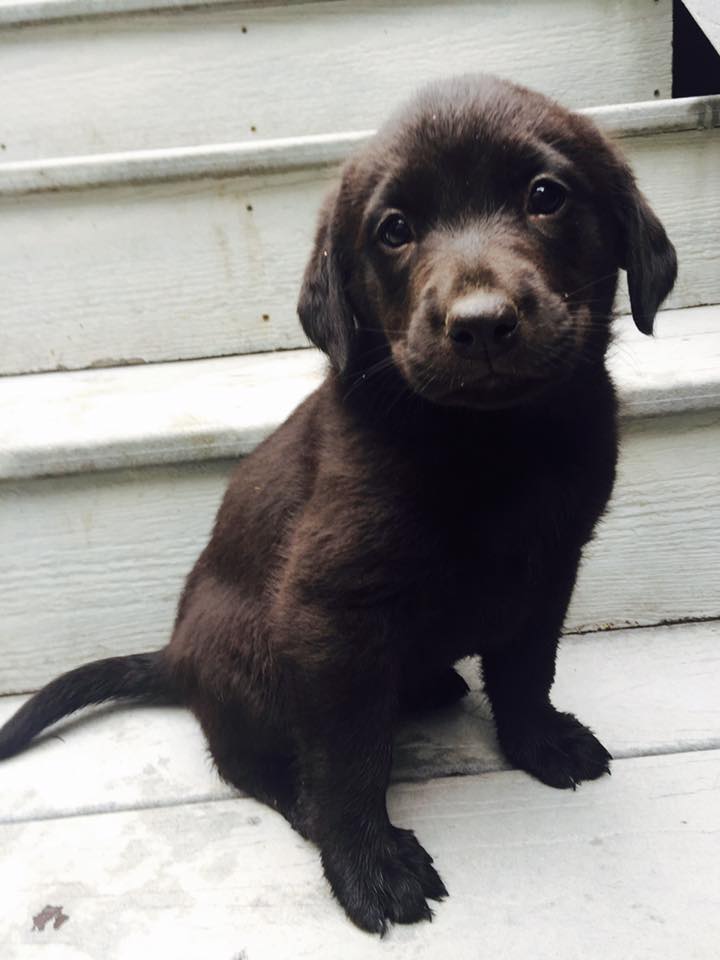 Chesapeake retriever 2024 lab mix