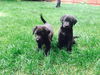 Chessie/Lab Litter