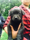 Chessie/Lab Litter