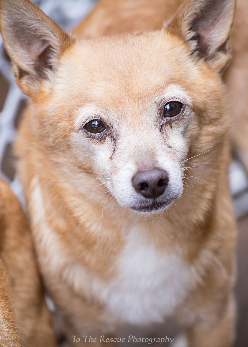 Shiba inu best sale chihuahua mix