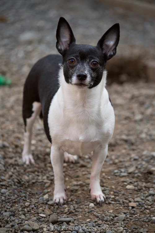 Piper