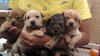Fruit Basket Pups