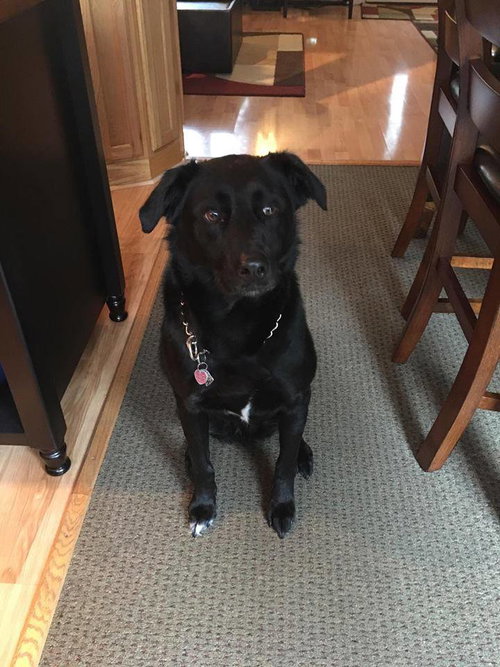 Lycos