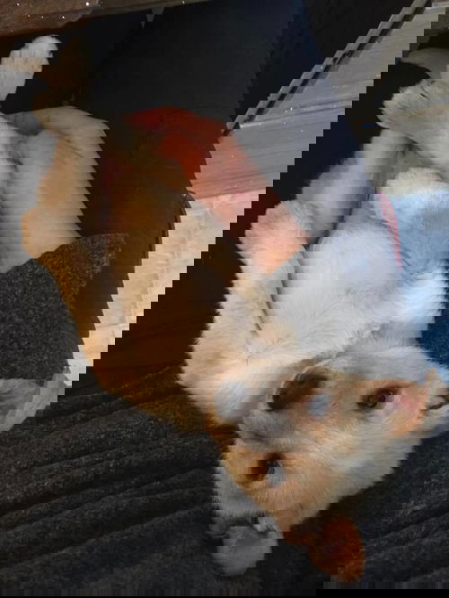 Teka