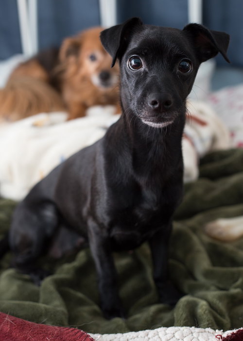 Pixie