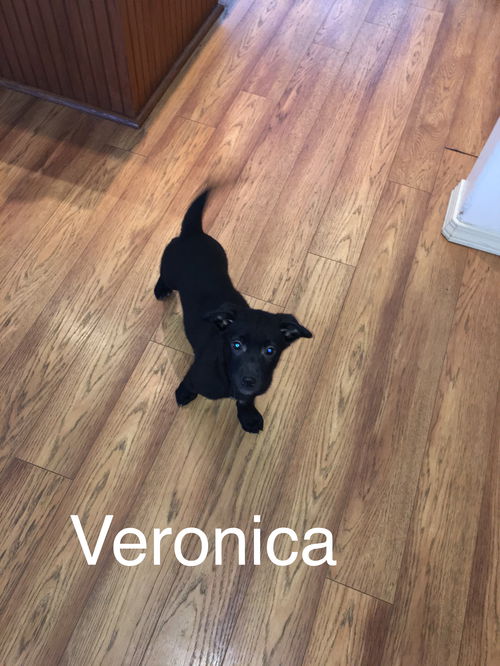 Veronica