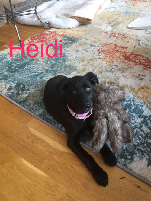 Heidi