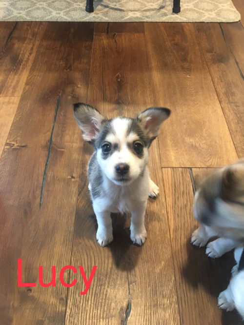 Fox Terrier Litter