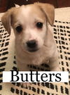 Fox Terrier Litter