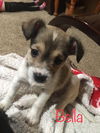 Fox Terrier Litter