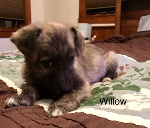 Willow