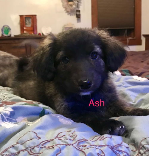 Ash