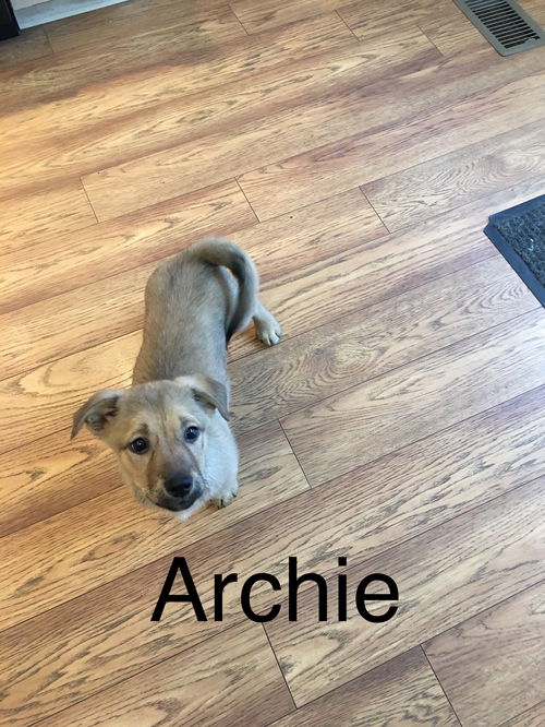 Archie