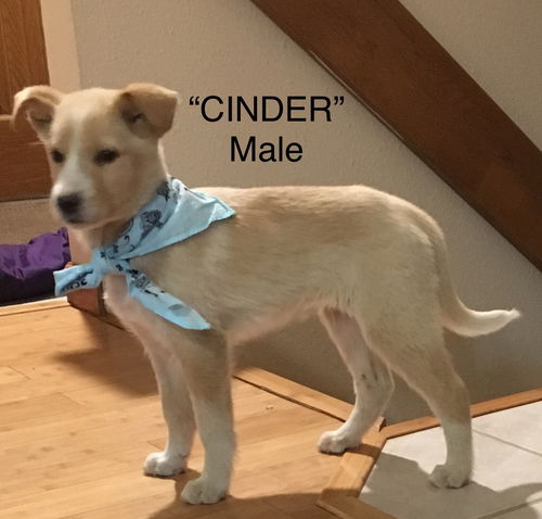 Cinder