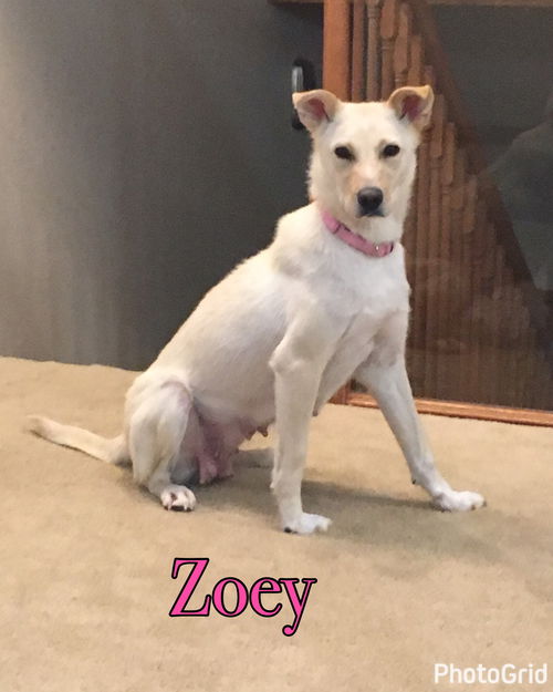 Zoey