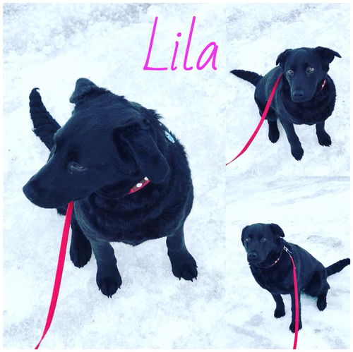 Lila