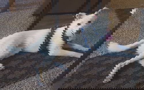 Nanook