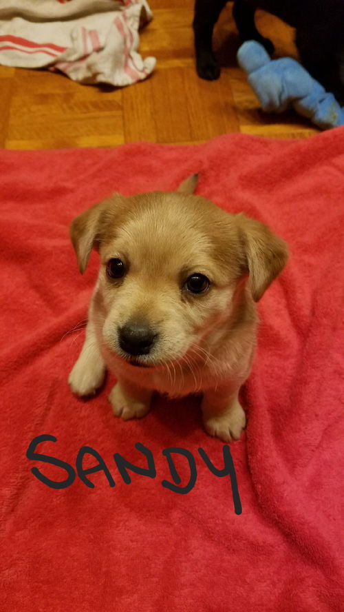 Sandy