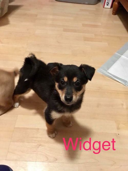 Widget