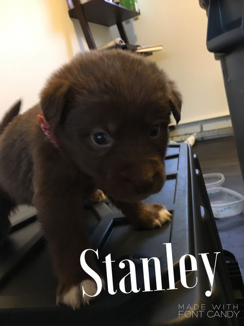 Stanley