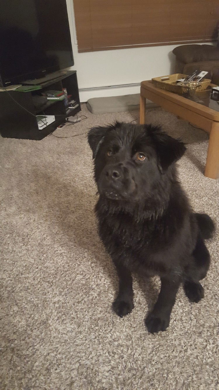 Newfie sales chow mix